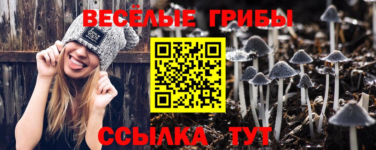 Псилоцибиновые грибы Psilocybe  Вход с VPN  Бердск  Псилоцибиновые грибы мицелий 
